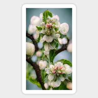 Blossoming branch of an apple tree - spring motif Magnet